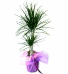 Marginata İkili