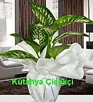 Dieffenbachia Orta Boy