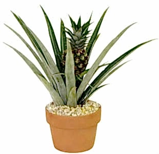 Saksıda Ananas