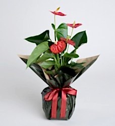 Anthurium