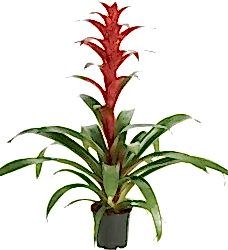 Guzmania