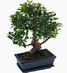 Bonsai Çiçeği