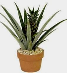 Saksıda Ananas