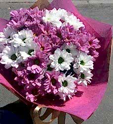 Pembe-Beyaz Papatya